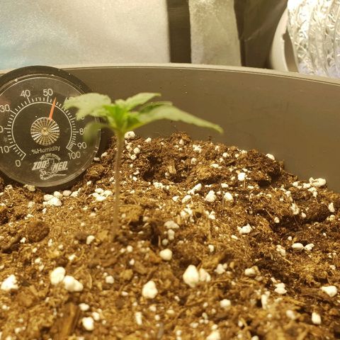 NL 1 growlog timeline photo