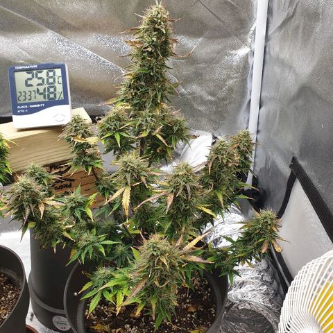 NL 1 growlog timeline photo
