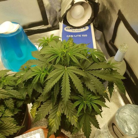 NL 1 growlog timeline photo