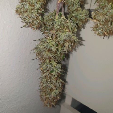 NL 1 growlog timeline photo