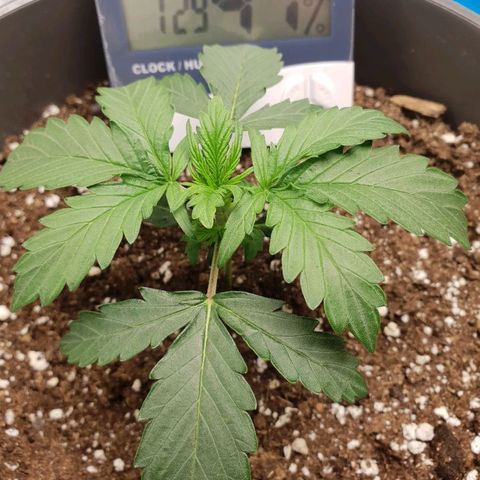 NL 1 growlog timeline photo