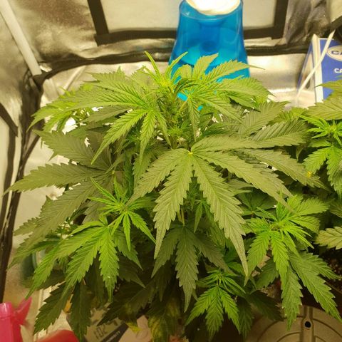 NL 1 growlog timeline photo