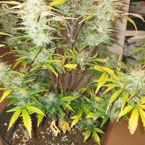 NL 1 growlog timeline photo