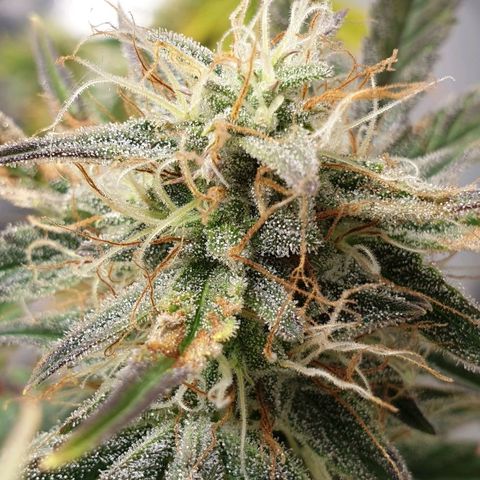NL 1 growlog timeline photo