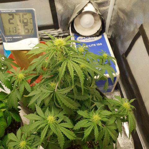 NL 1 growlog timeline photo