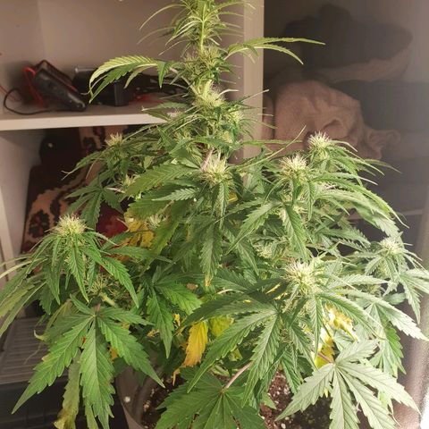 NL 1 growlog timeline photo