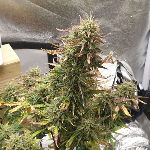 NL 1 growlog timeline photo