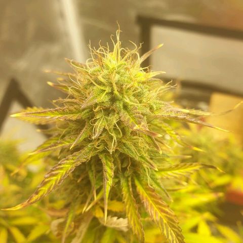 NL 1 growlog timeline photo