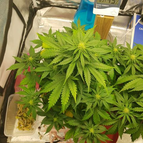 NL 1 growlog timeline photo