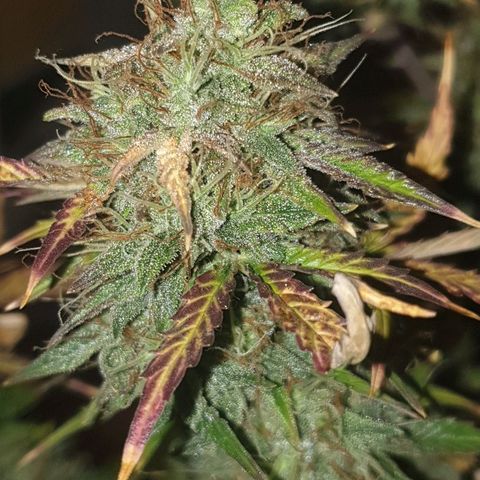 NL 1 growlog timeline photo