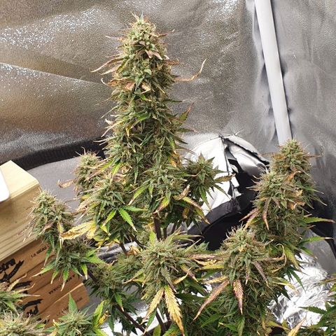 NL 1 growlog timeline photo