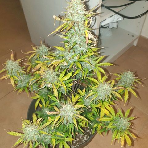NL 1 growlog timeline photo