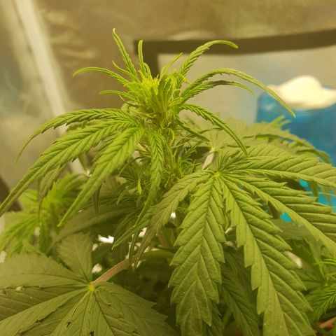 NL 1 growlog timeline photo