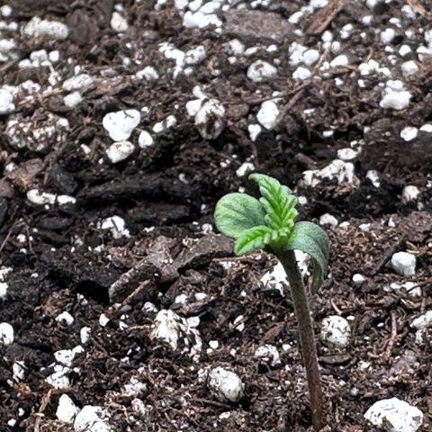 Delilah growlog timeline photo