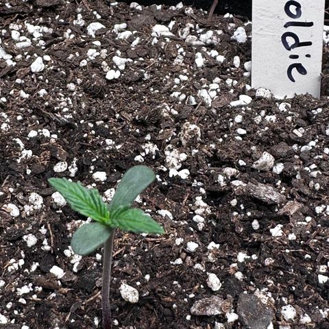 Goldie growlog timeline photo