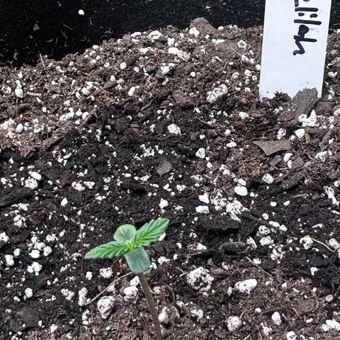 Delilah growlog timeline photo