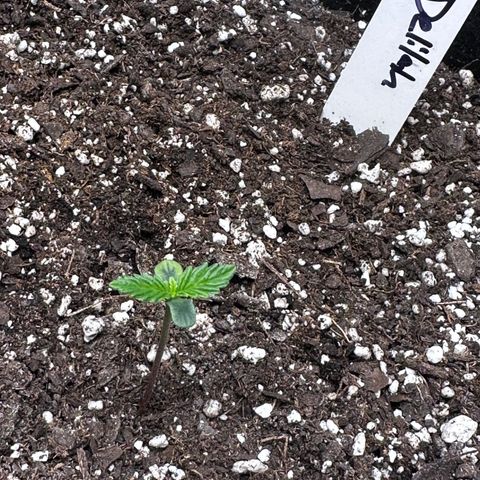 Delilah growlog timeline photo