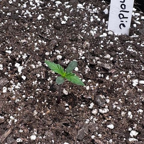 Goldie growlog timeline photo