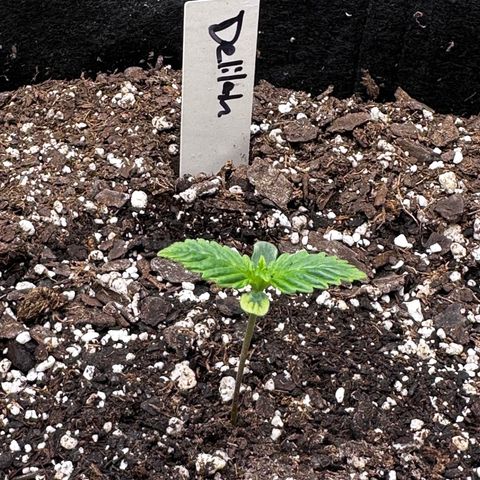 Delilah growlog timeline photo