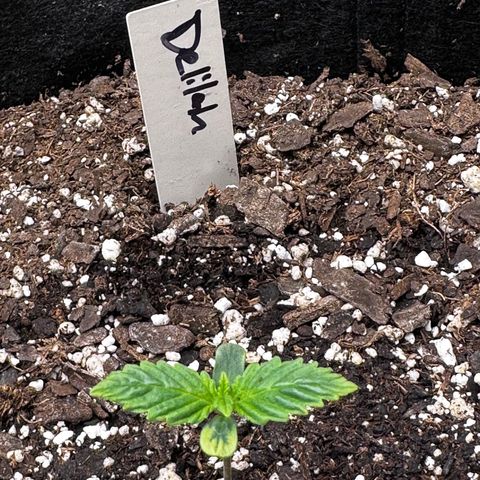 Delilah growlog timeline photo