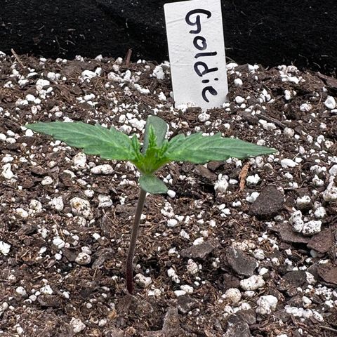 Goldie growlog timeline photo