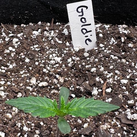 Goldie growlog timeline photo