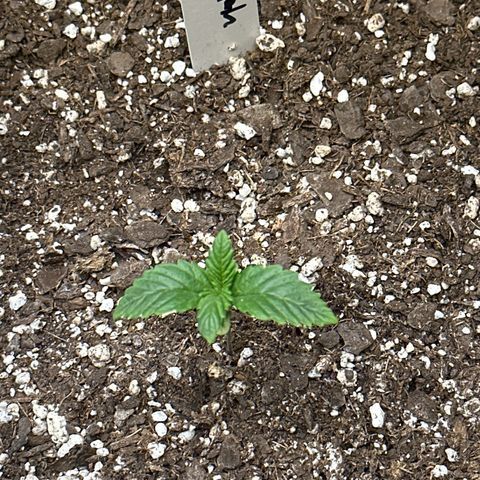 Delilah growlog timeline photo