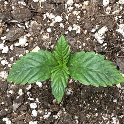 Delilah growlog timeline photo