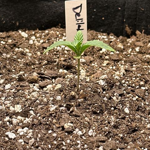 Delilah growlog timeline photo