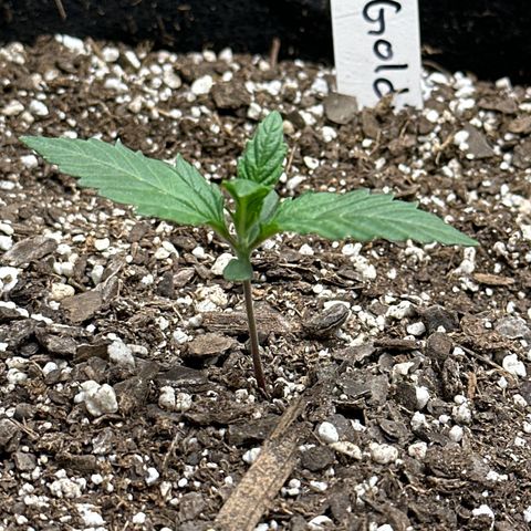 Goldie growlog timeline photo