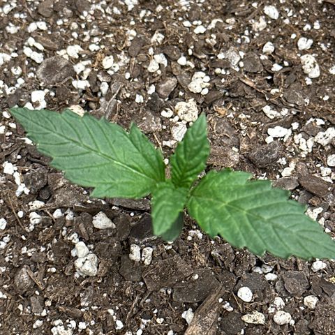Goldie growlog timeline photo