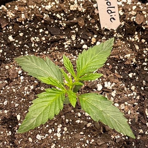 Goldie growlog timeline photo