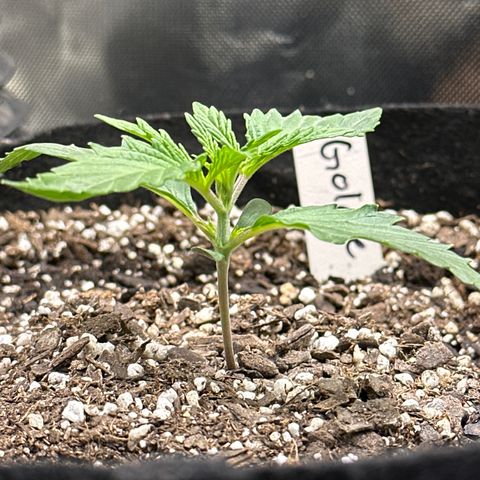 Goldie growlog timeline photo