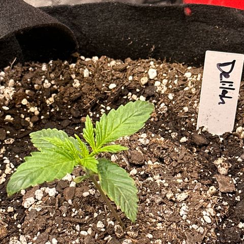 Delilah growlog timeline photo