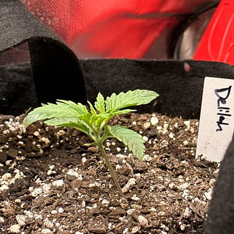 Delilah growlog timeline photo