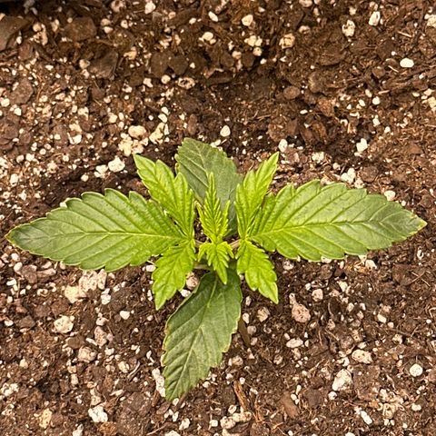 Delilah growlog timeline photo