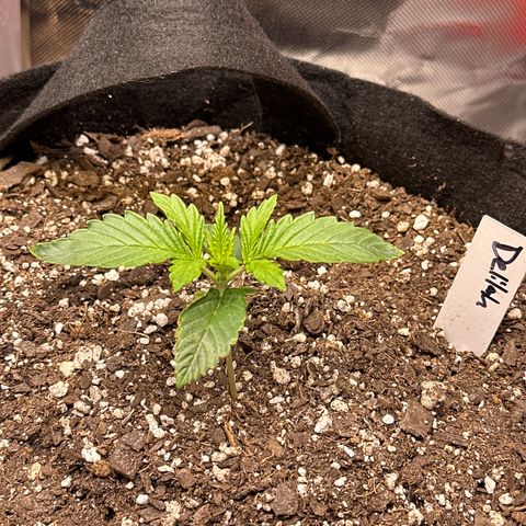 Delilah growlog timeline photo