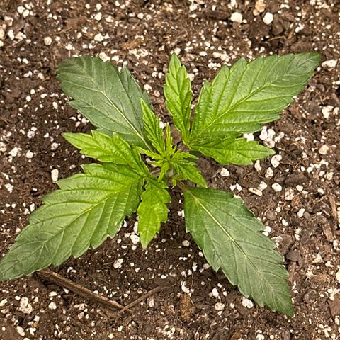 Goldie growlog timeline photo