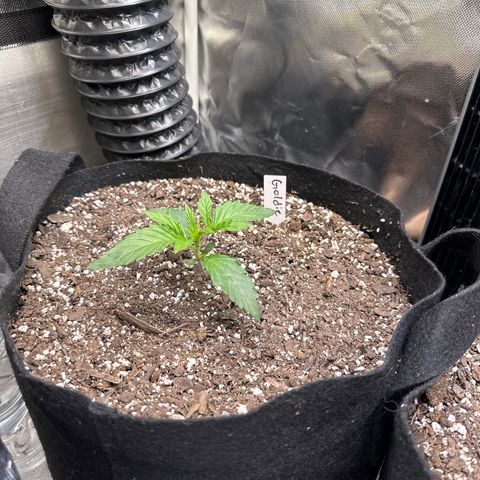 Goldie growlog timeline photo