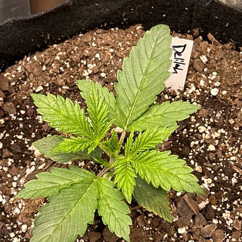 Delilah growlog timeline photo