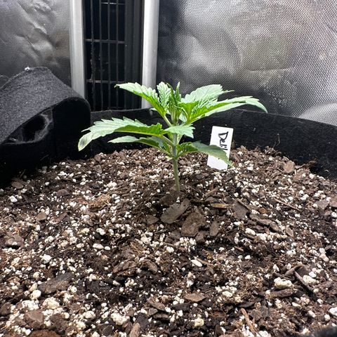 Delilah growlog timeline photo