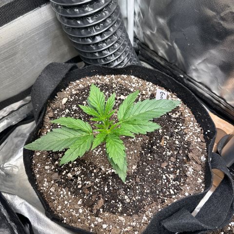 Goldie growlog timeline photo