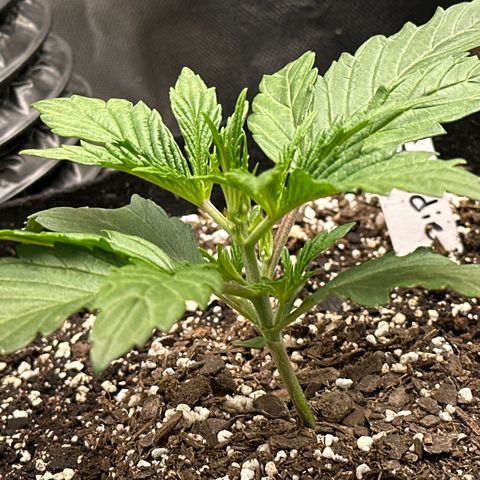 Goldie growlog timeline photo