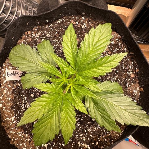 Goldie growlog timeline photo