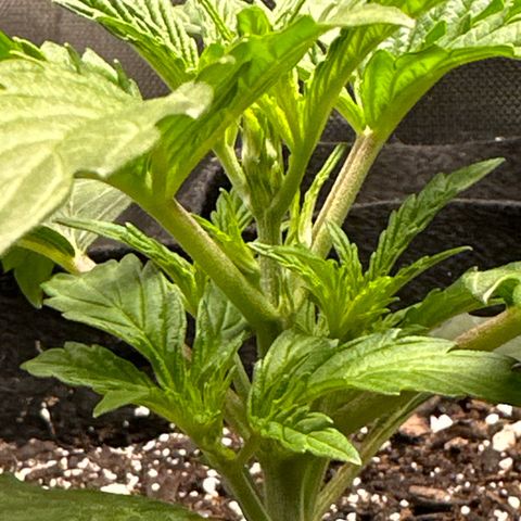 Goldie growlog timeline photo