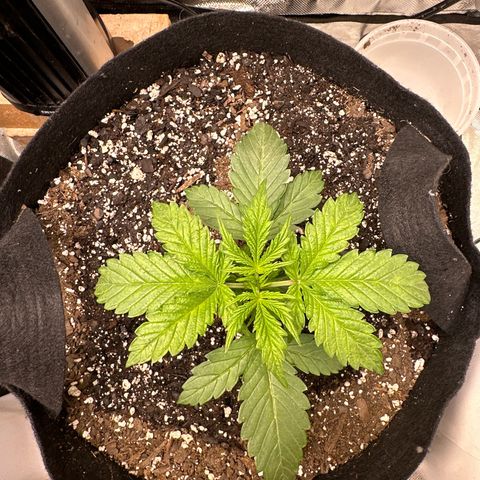 Delilah growlog timeline photo