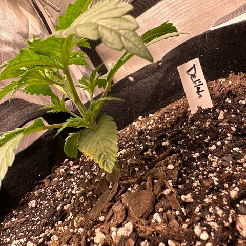 Delilah growlog timeline photo