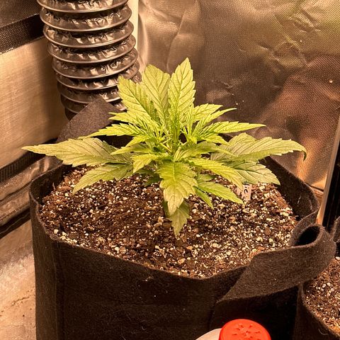 Goldie growlog timeline photo
