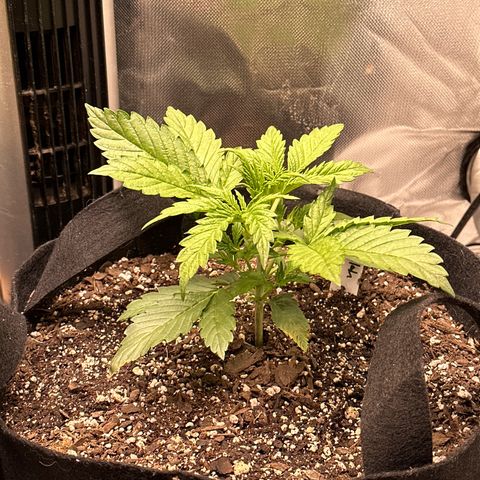 Delilah growlog timeline photo