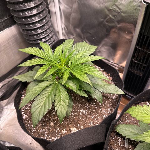 Goldie growlog timeline photo